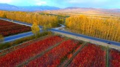 青海藜麦的产地--青海省海西州柴达木盆地
